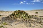 Welwitschia mirabilis ne se démarque peut-être pas par sa beauté, mais elle a un génome à l'histoire chargée. © anni94, Adobe Stock