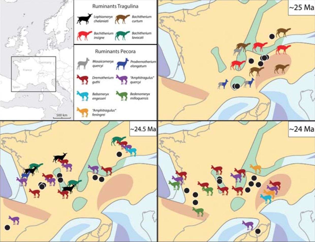 Répartition et
        évolution des faunes de ruminants entre 25 et 24 millions
        d’années (Ma) en Europe de l’ouest (les Pecora immigrants sont
        tournés vers la gauche, les ronds noirs correspondent aux sites
        fossilifères). © Bastien Mennecart, CR2P