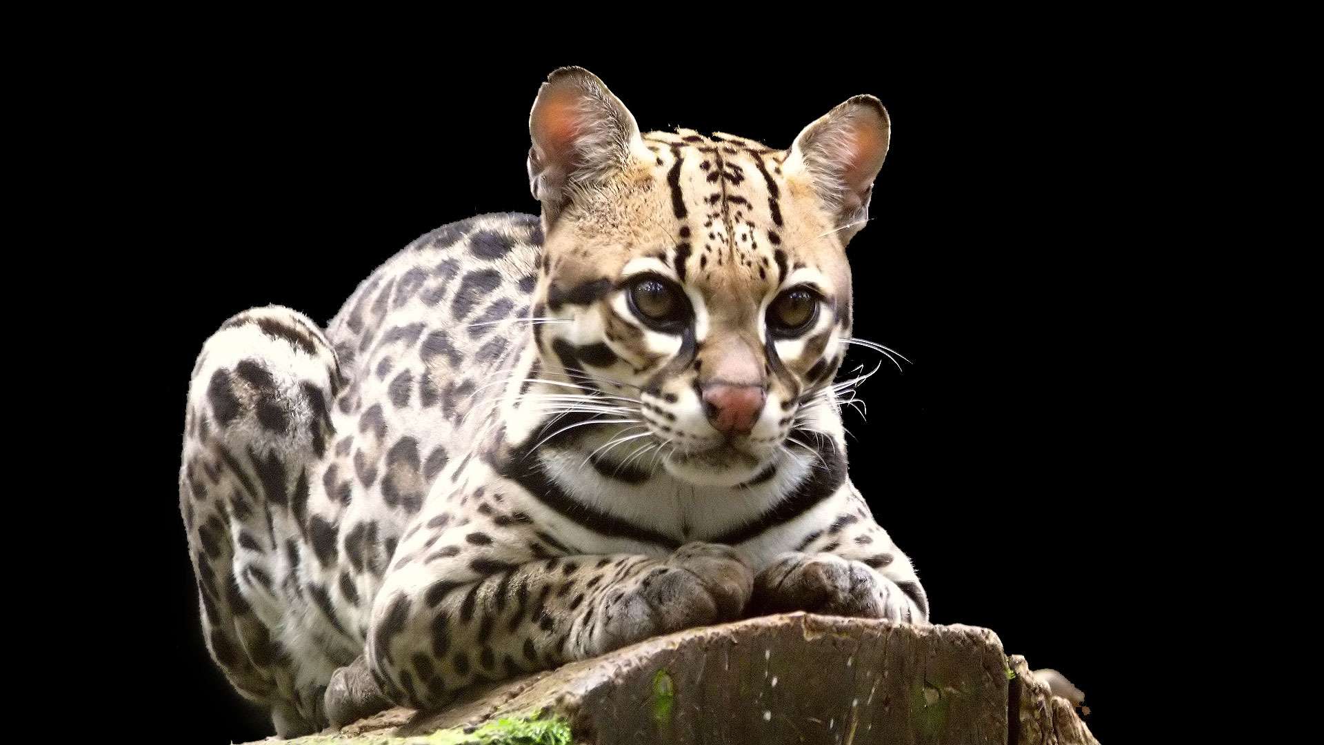 -%20petits-felins6.jpg