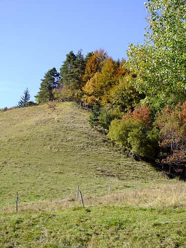 Lisiere-prairie-foret (Futura-sciences)