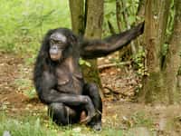 Le bonobo a environ 98 % d’ADN en commun avec l’Homme. © Hans Hillewaert, Wikimedia Commons, cc by sa 3.0 