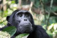 Il existe deux espèces de chimpanzés : le chimpanzé commun (Pan troglodytes), et le chimpanzé nain autrement appelé bonobo (Pan paniscus). © Nieuwenkampr, Adobe Stock