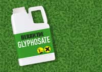 L'herbicide mondialement utilisé a des effets mitigés sur le microbiote du rat. © pict rider, Adobe Stock