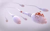 Des anticorps sont capables de viser les spermatozoïdes humains. © Christoph Burgstedt, Adobe Stock