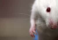 Quarante souris ont été envoyées dans l'espace pour étudier l'atrophie musculaire en micropesanteur. © Rama, CC by-sa 2.0
