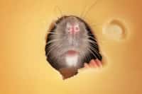 Les rats utiliseraient une « odeur de la faim » pour distinguer un tricheur d'un rat ayant réellement besoin d'aide pour se nourrir. © Africa Studio, Adobe Stock
