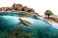 Il existe 343 espèces recensées de tortues. © Ryan, Adobe Stock