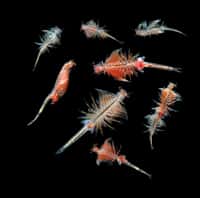 Le plancton pourrait nous éclairer sur la façon de briser les chaînes de transmission épidémiques. © bajita111122, Adobe Stock