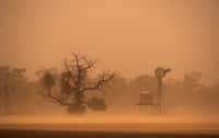 Ce week-end, l'Australie a été le théâtre de spectaculaires tempêtes de sable. © Chris Ison, Adobe Stock