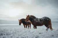 Les chevaux se sont adaptés à une multitude de climats. © Marek, Adobe Stock