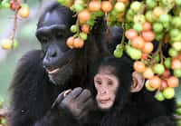 Les chimpanzés réagissent davantage lorsqu’un membre de leur groupe est en danger. © Alain Houle, Wikimedia Commons, CC by-sa 4.0