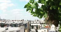 Un plant de menthe a poussé sur un toit de Paris. Cette culture hors-sol, par hydroponie, est une bonne solution pour l'agriculture urbaine. © Aéromate