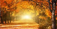 L'automne débute à l'équinoxe du même nom, autour du 22 septembre, selon les années. La végétation des régions tempérées est moins pointilleuse sur la date exacte mais s'adapte très bien. © ver0nicka, Shutterstock