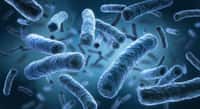 Les bactéries résistantes aux antibiotiques sont un véritable fléau dans le monde entier. © psdesign1, Fotolia
