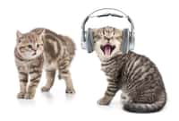 Le chat est moins sensible à la musique classique qu’à la musique pour chats. © Andrey Kuzmin, Fotolia