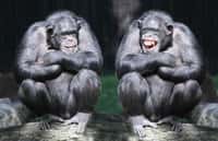 Les chimpanzés montrent des dispositions variées dans de nombreuses tâches intellectuelles. © Kletr, Fotolia