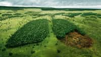 Campagne WWF contre la déforestation. © WWF