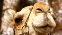 Une nouvelle maladie à prion touche les chameau en Afrique du nord. © Jennifer D, Filckr, licence CC