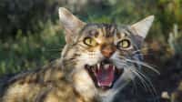 Le chat sauvage est une espèce invasive de l’Australie. © Hugh McGregor, Arid Recovery