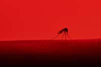 Un moustique en train d'aspirer le sang d'un humain. © PixieMe, Fotolia
