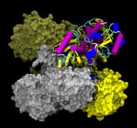 Structure de la glycéraldéhyde-3-phosphate déshydrogénase (GAPDH). Dans cette étude, les auteurs ont souligné un nouveau type de modification sur cette protéine. Ce mécanisme permettrait de contrôler son activité. © ayacop, DP