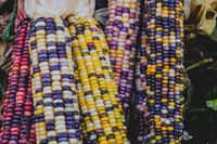 Les motifs de couleurs des épis de maïs sont déterminés génétiquement. Ils ont permis des découvertes fondamentales grâce au génie d'une chercheuse américaine, Barbara McClintock. © Iryna Liveoak, Fotolia