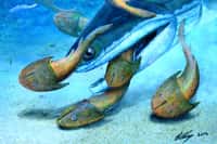 Dans la mer du Silurien, Megamastax amblyodus devait être un redoutable prédateur. Sur cette représentation d'artiste, on le voit dévorer des poissons cuirassés sans mâchoire du nom de Dunyu longiforus. © Brian Cho