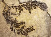 Les restes fossilisés de Montsechia vidalii (Zeiller) Teixeira que l'on voit sur cette photo, appartenaient à une plante qui vivait en Espagne entre 130 et 125 millions d’années. On sait maintenant que Montsechia est la plus ancienne angiosperme connue. © Bernard Gomez