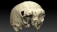 Ce crâne reconstitué sur ordinateur est celui d'un humain vieux de 400.000 ans. Il présente des caractéristiques de néandertaliens mais aussi d'hominidés plus anciens. © Uniarq