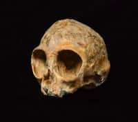 Le crâne de Nyanzapithecus alesi&nbsp;a pu être reconstitué grâce à une analyse 3D aux rayons X. Il éclaire l'histoire des grands singes, donc la nôtre. © Fondation Leakey