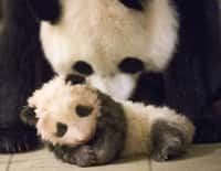 Le dernier panda en France est mort en 2000. © dangdumrong, Istock.com