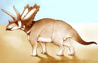 Une reconstitution d'artiste d'Aquilonius pentaceratops. Ce cératopsidé vivait il y a environ 75 millions d'années dans une région occupée aujourd'hui par les badlands de l'Alberta au Canada. © University of Bath 