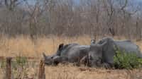 Les rhinocéros sont très menacés, notamment parce que leurs cornes sont convoitées pour les vertus médicinales que leur accordent des traditions asiatiques. © WilcoUK
