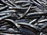 La sardine est le quatrième poisson le plus pêché dans le monde. © Céline Deluzarche