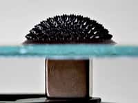 Un ferrofluide est un fluide paramagnétique constitué de particules ferromagnétiques nanométriques en suspension dans un fluide. Cette image montre ce qui se passe lorsqu'un échantillon de ferrofluide est déposé sur une plaque de verre sous laquelle on a placé un puissant aimant permanent à base de néodyme (60Nd), une terre rare. © Gregory F Maxwell, Wikipédia, cc by 3.0