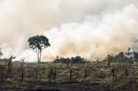 L'effet combiné du réchauffement climatique et de la déforestation contribuent à la multiplication des incendies de forêt. © Pedarilhos, Adobe Stock