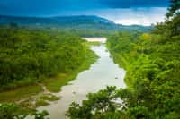La forêt amazonienne est majoritairement présente au Brésil, et déborde sur plusieurs pays d'Amérique du Sud : le Pérou, la Colombie, le Venezuela, la Guyane, le Suriname, le Guyana, la Bolivie, et l'Équateur. © Grispb, Adobe Stock