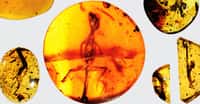 De l’ambre fossile retrouvé en Birmanie il y a des décennies contenait un véritable trésor paléontologique, des restes fossilisés en excellent état de plusieurs petits lézards vieux de presque 100 millions d’années. © Kristen Grace, Florida Museum of Natural History