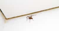C’est à la mi-septembre et aux alentours de 19 h 35 qu’un maximum d’araignées sont observées dans nos maisons. Le résultat d’un mode de vie et/ou de biais d’observations. © Jürgen Fälchle, Fotolia
