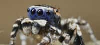 Chez la minuscule araignée australienne Maratus personatus, le mâle porte comme un masque bleu sur ses quatre yeux, d’où son surnom de « Blueface ». © Jürgen Otto