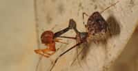 L’araignée pélican — ici à droite et en pleine chasse — est une araignée emblématique de Madagascar. On en trouve également en Afrique du Sud et en Australie. Mais celle de Madagascar présente un « cou » plus distinctif que ses cousines. © Nicolaj Scharff, Smithsonian Institute