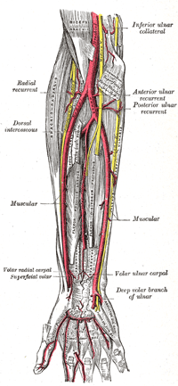 Entre l'artère radiale et l'artère ulnaire, une troisième artère devient de plus en plus fréquente chez l'humain : l'artère médiane. © Henry Vandyke Carter et Henry Gray, Wikimedia Commons