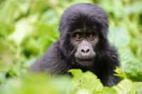 Un bébé gorille des plaines est né le 4 septembre. © Duelune, Adobe Stock