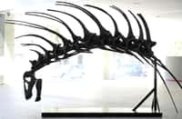 Photo d'une réplique de Bajadasaurus pronuspinax, espèce de dinosaure herbivore dotée d'épines défensives le long de la colonne vertébrale de la famille des dicraeosauridés, qui vivait il y a 140 millions d'années, présentée le 4 février 2019 à Buenos Aires. © Juan Mabromata - AFP