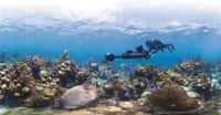 Prise de vue sur le récif corallien de l'île Glover, dans les Cayes du Belize, un archipel de la mer des Caraïbes. Ce drôle d'appareil photographique permet de réaliser un outil de promenade virtuelle à la manière d'un Street View. Le programme XL Catlin Seaview Survey (initialement Catlin Seaview Survey), lancé en 2012, étudie les récifs coralliens de la planète. Celui-ci, au Belize, est l’un des plus grands du monde, après celui de la Grande Barrière de corail, en Australie. © The Ocean Agency,&nbsp;XL Catlin Seaview Survey