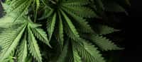Le cannabis est autorisé pour un usage thérapeutique dans plusieurs pays du monde. Pays-Bas, Canada, Israël, Chili, Colombie, Allemagne, Portugal… Ils sont environ une trentaine à avoir sauté le pas. © Larygin Andrii, Adobe Stock
