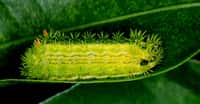 Drôle de chenille que celle-ci. Une couleur jaune tirant sur le vert, presque fluorescent. Une série de petits tubercules épineux sur le corps. Quelques tubercules rouges bien visibles. Une forme plutôt ovale et aplatie. Des pattes courtes.
Cette chenille — considérée comme un ravageur — se transformera plus tard en Parasa lepida, un papillon de la famille des Limacodidae originaire de la zone Indomalaise. Un papillon qui lui, prendra une couleur brun-rouge agrémentée de plus ou moins de vert selon que l’on soit en présence d’un mâle ou d’une femelle. © Masaki Ikeda, Wikipedia, CC by-sa&nbsp;3.0