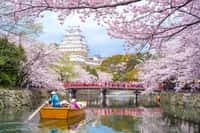 C'est exceptionnel : des cerisiers ont fleuri au Japon en ce début d'automne. La floraison se produit normalement au printemps. © Richie Chan/ISotck.com