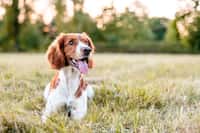 Un chien attentif aux paroles de son maître, illustrant sa capacité à percevoir l’intonation et à associer certains mots à des émotions ou des actions. © Eliška, Adobe Stock