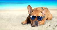 Si vous ne voulez pas que votre chien subisse un coup de chaleur, évitez de l’emmener à la plage, sauf peut-être si vous avez un parasol et s’il peut se rafraîchir dans l’eau. © Jenny Sturm, Fotolia